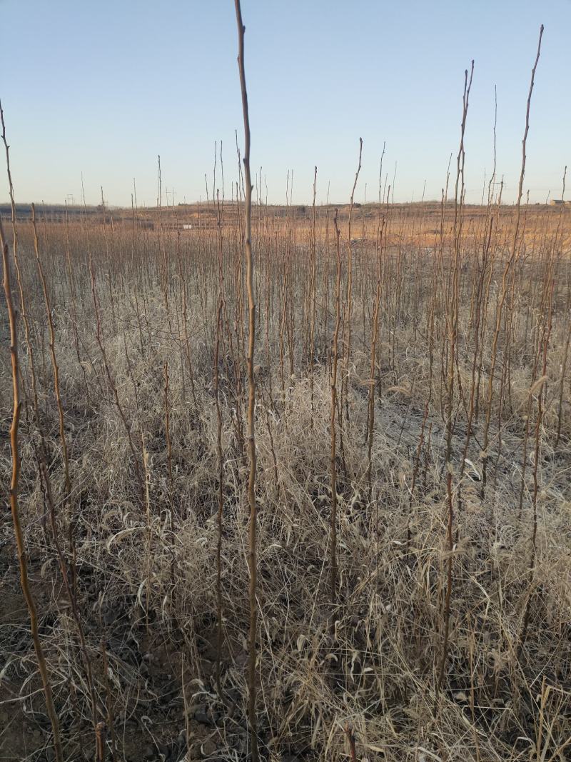 占地梨树苗一公分以上不分品种大量供应用量大价格再谈