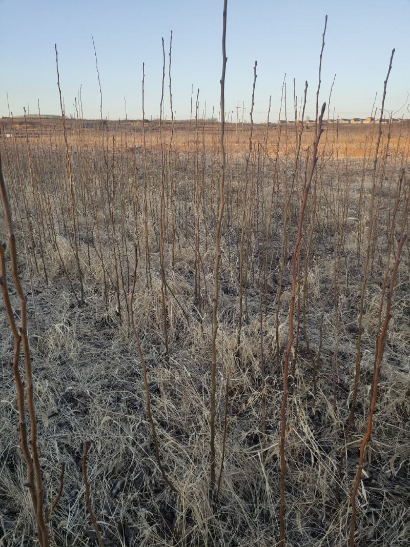 占地梨树苗一公分以上不分品种大量供应用量大价格再谈