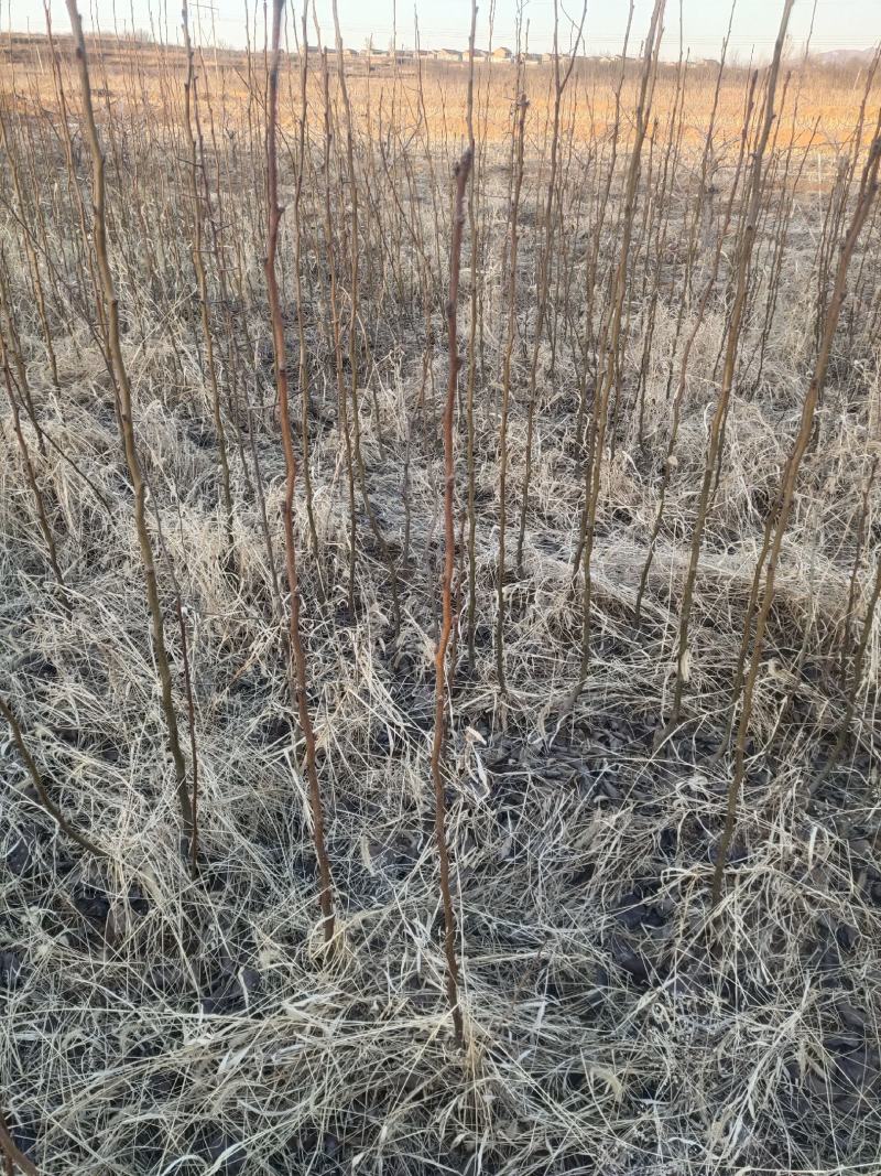 占地梨树苗一公分以上不分品种大量供应用量大价格再谈