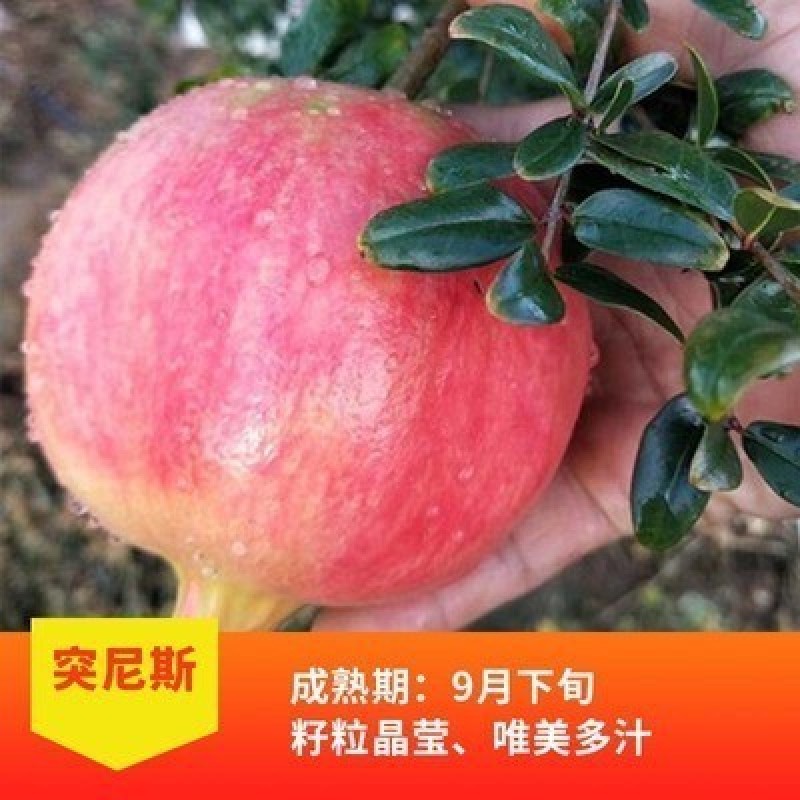 石榴树树苗实尼斯软籽庭院果树苗南北方种植特大盆栽石榴树苗