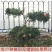石榴树树苗实尼斯软籽庭院果树苗南北方种植特大盆栽石榴树苗
