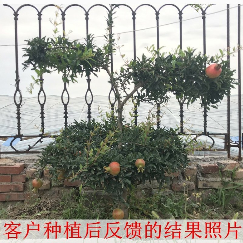 石榴树树苗实尼斯软籽庭院果树苗南北方种植特大盆栽石榴树苗