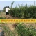 石榴树树苗实尼斯软籽庭院果树苗南北方种植特大盆栽石榴树苗
