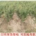 石榴树树苗实尼斯软籽庭院果树苗南北方种植特大盆栽石榴树苗