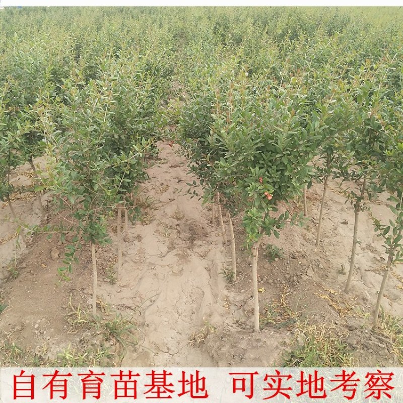 石榴树树苗实尼斯软籽庭院果树苗南北方种植特大盆栽石榴树苗