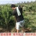 石榴树树苗实尼斯软籽庭院果树苗南北方种植特大盆栽石榴树苗