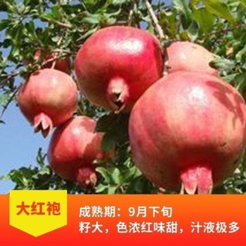 石榴树树苗实尼斯软籽庭院果树苗南北方种植特大盆栽石榴树苗