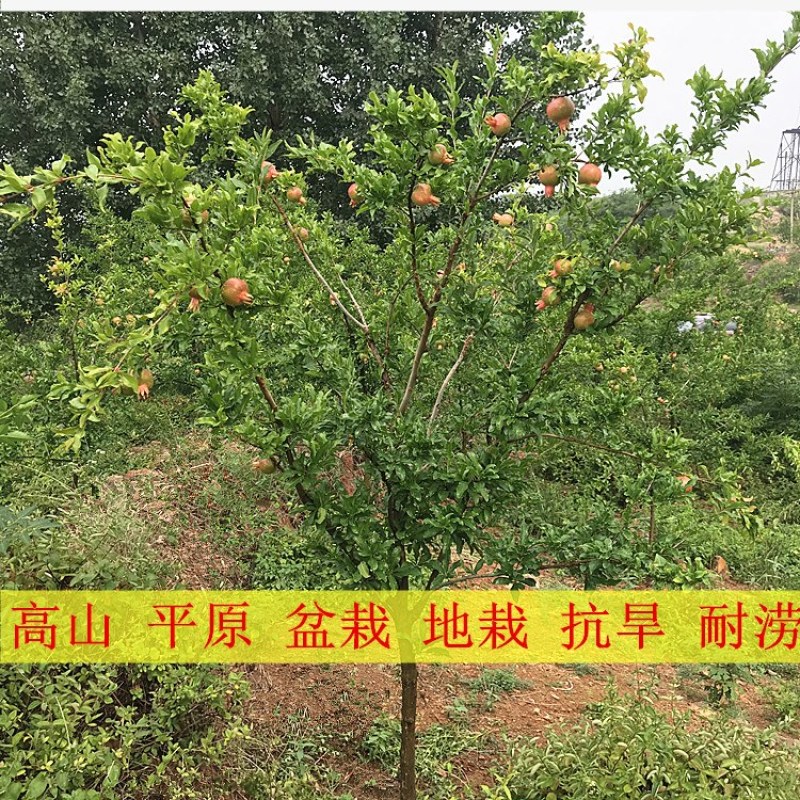 石榴树树苗实尼斯软籽庭院果树苗南北方种植特大盆栽石榴树苗