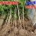 石榴树树苗实尼斯软籽庭院果树苗南北方种植特大盆栽石榴树苗