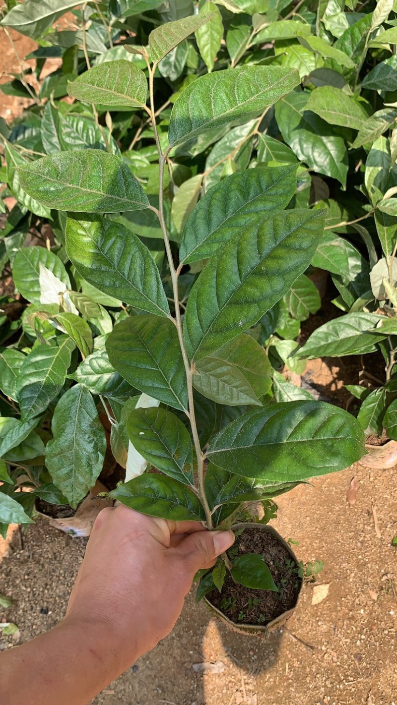 德甜二号羊奶果树苗纯甜羊奶果苗基地批发可盆栽庭院种植包邮