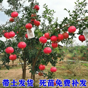 石榴树树苗实尼斯软籽庭院果树苗南北方种植特大盆栽石榴树苗