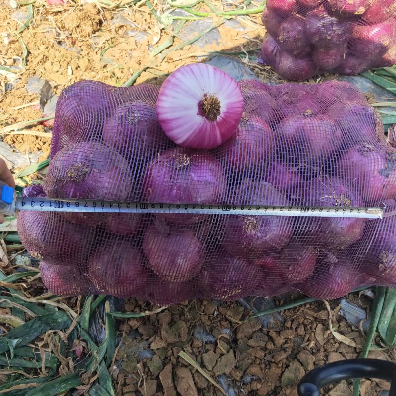 大葱8公分以上的紫皮洋葱红皮洋葱，云南建水洋葱大量供应！