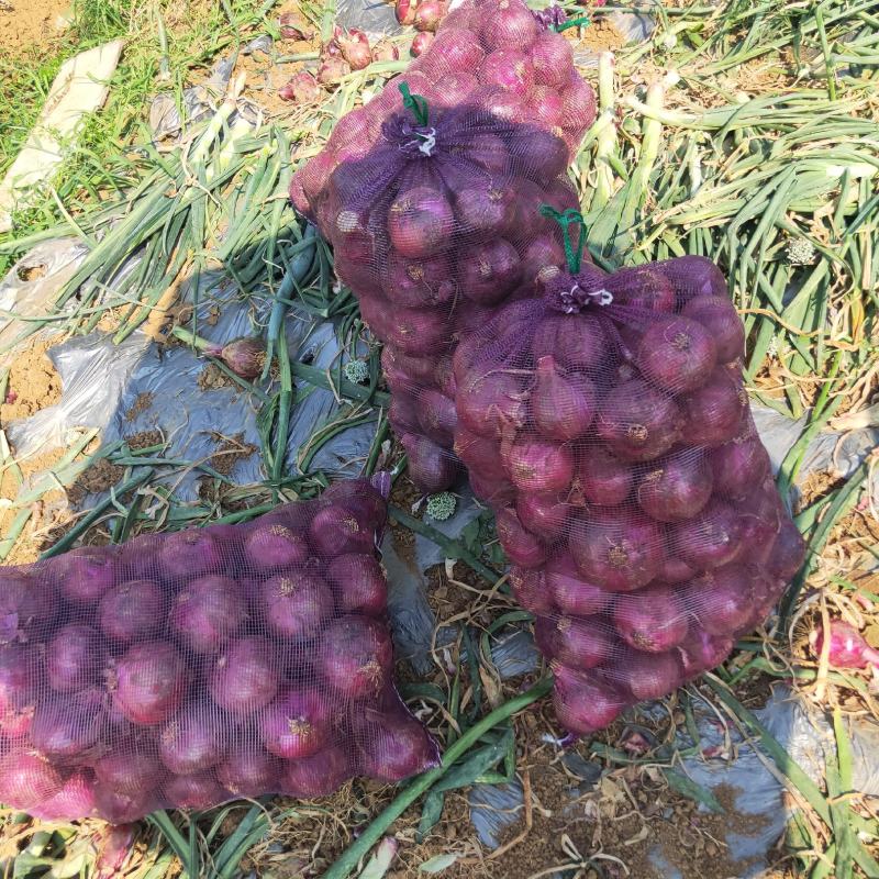 大葱8公分以上的紫皮洋葱红皮洋葱，云南建水洋葱大量供应！