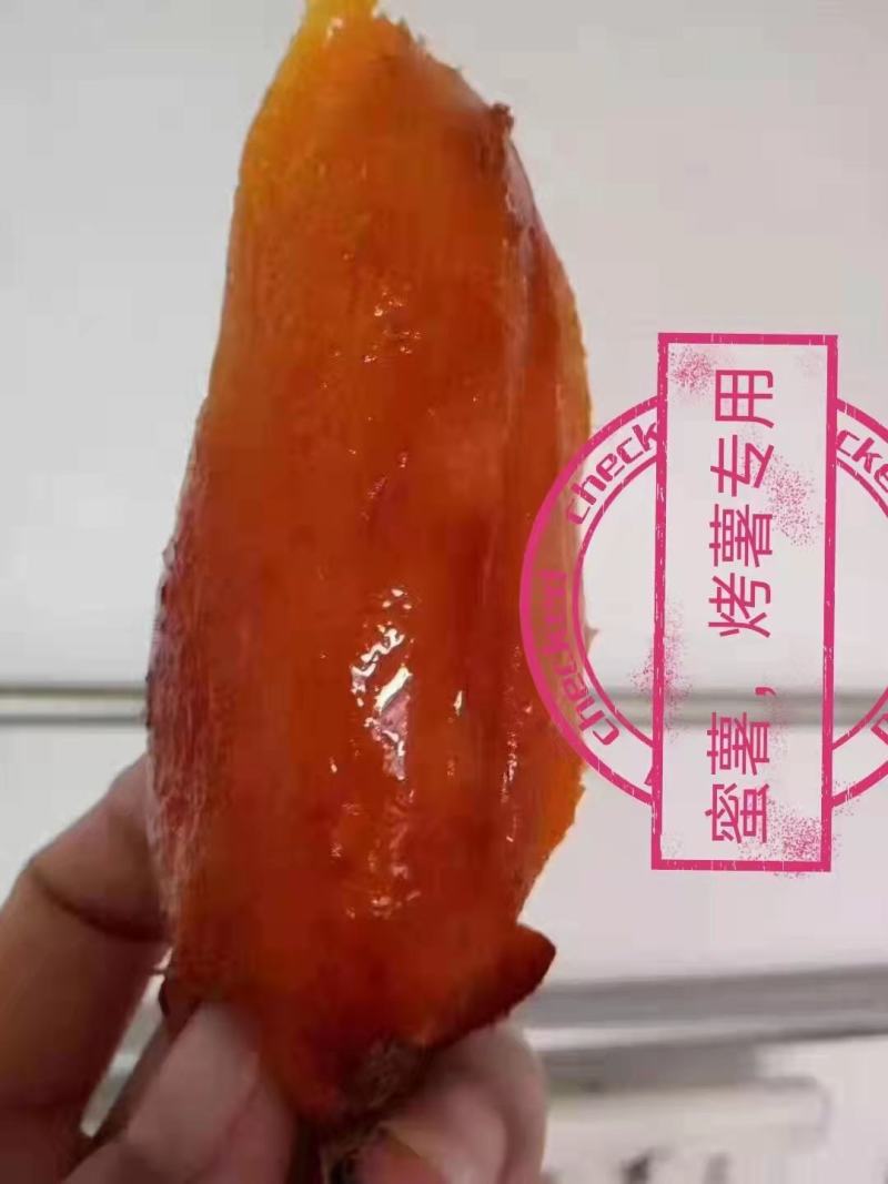 纯种高代，本基地全部都是大脱毒公司的扦插苗培育种薯红薯苗。