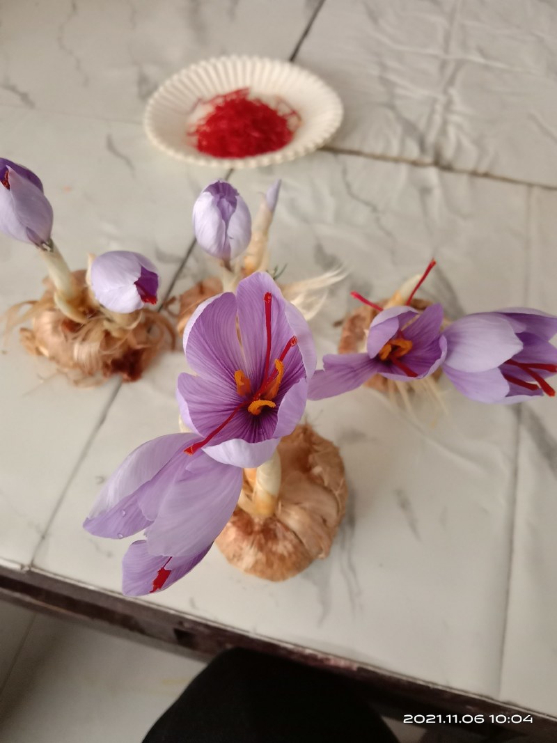 藏红花种球出售价格低质量好自家种植