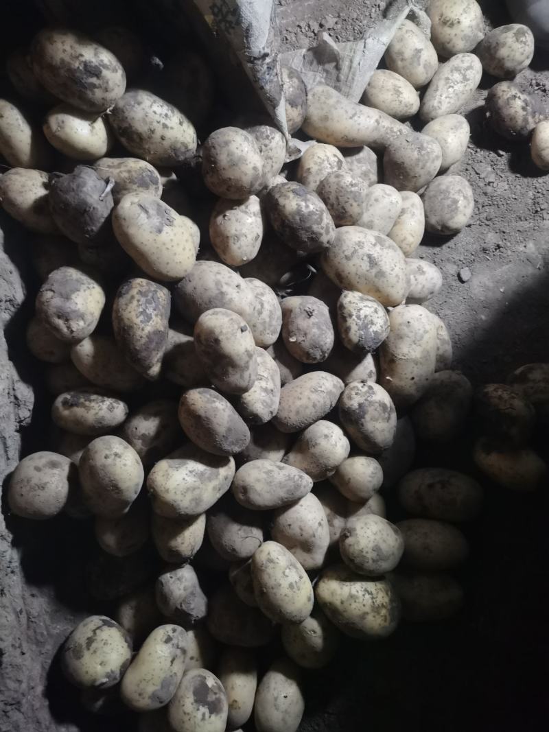 黄，皮黄心微七土豆个头大薯型好，颜色好，