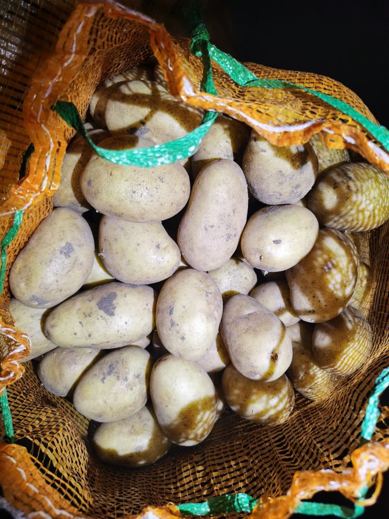 黄皮黄心希森土豆个头大，薯型好，颜色好，