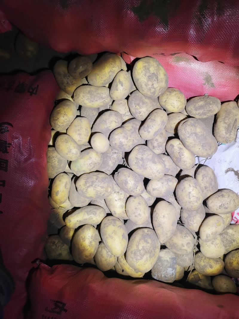 黄皮黄心希森土豆个头大，薯型好，颜色好，