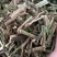 六棱菊，别名（臭灵丹，六耳零）