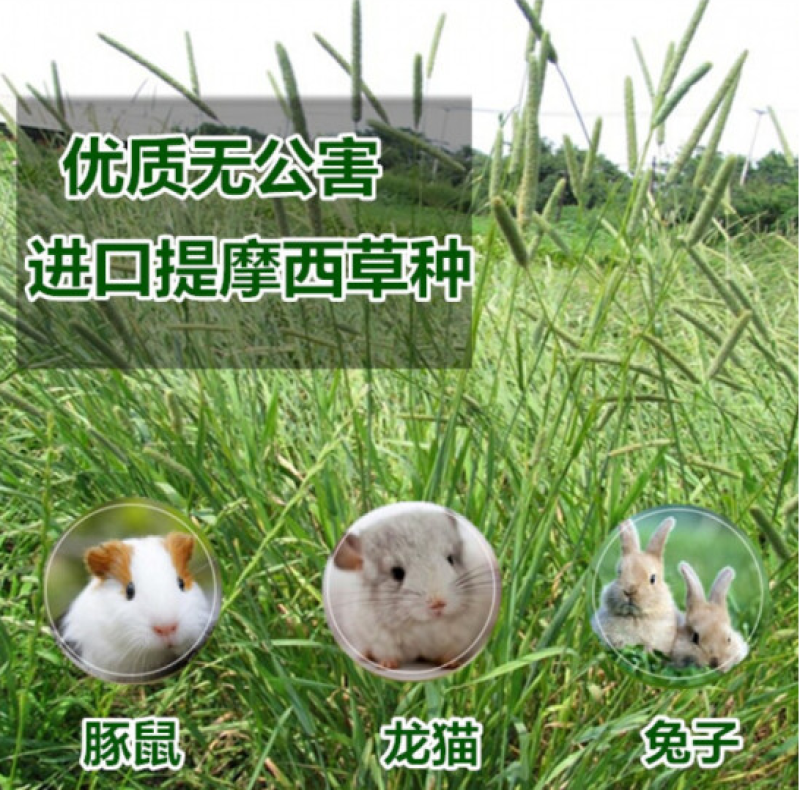 猫尾草种子提摩西多年生牧草再生长营养丰富养殖龙猫兔荷兰猪