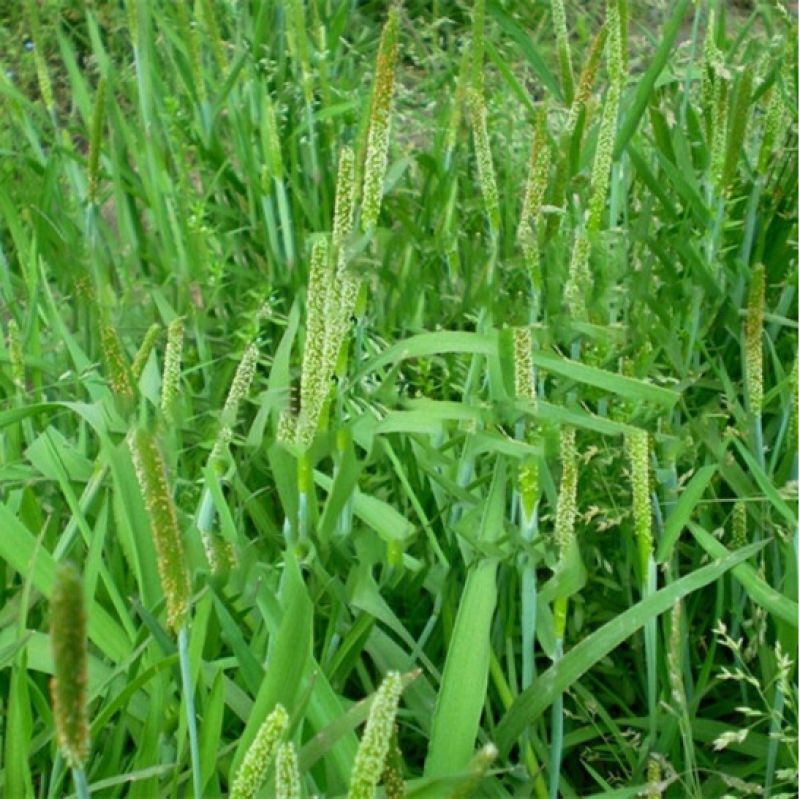 猫尾草种子提摩西多年生牧草再生长营养丰富养殖龙猫兔荷兰猪