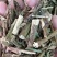 六棱菊，别名（臭灵丹，六耳零）