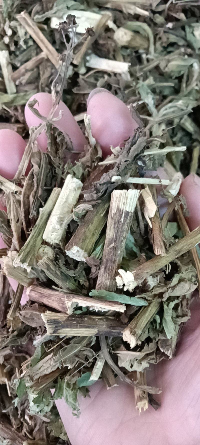 六棱菊，别名（臭灵丹，六耳零）