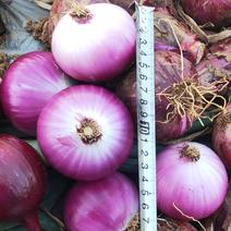 小葱3-6公分的紫皮洋葱红皮洋葱，可供应饭堂电商。