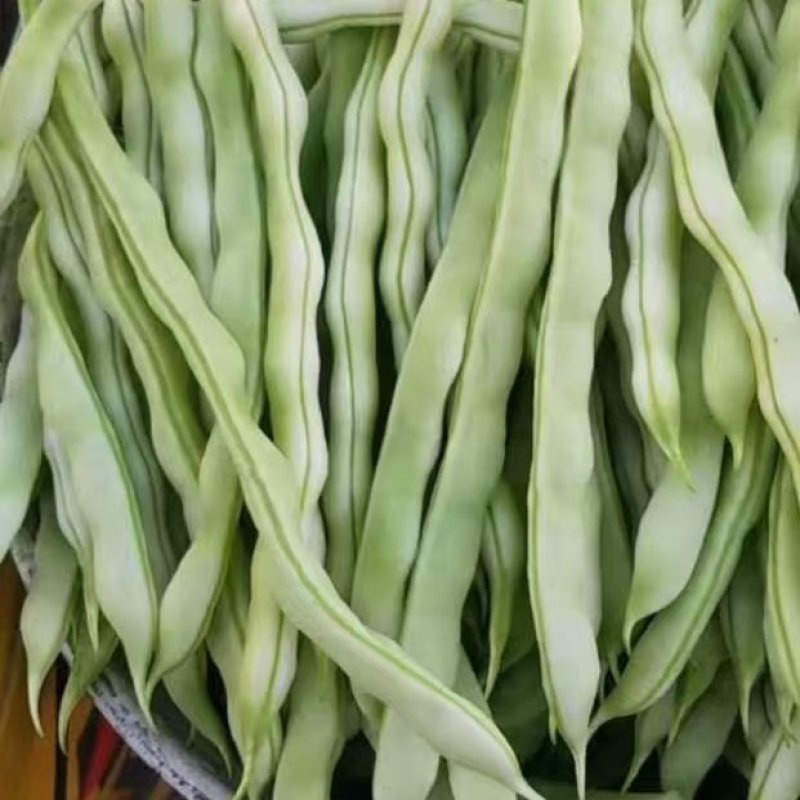 芸豆上市优质九粒白芸豆白不老产地直销货源充足质优价廉