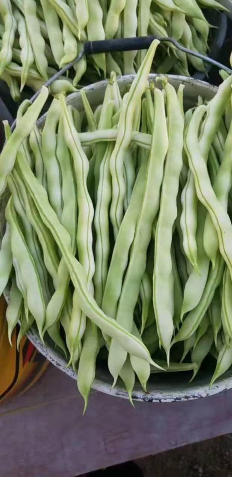 芸豆上市优质九粒白芸豆白不老产地直销货源充足质优价廉