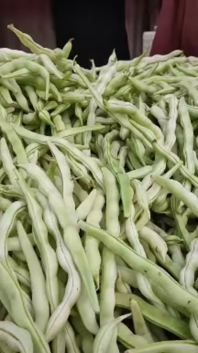 芸豆上市优质九粒白芸豆白不老产地直销货源充足质优价廉