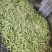 芸豆上市优质九粒白芸豆白不老产地直销货源充足质优价廉