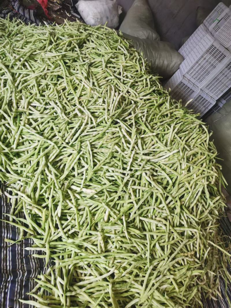 芸豆上市优质九粒白芸豆白不老产地直销货源充足质优价廉