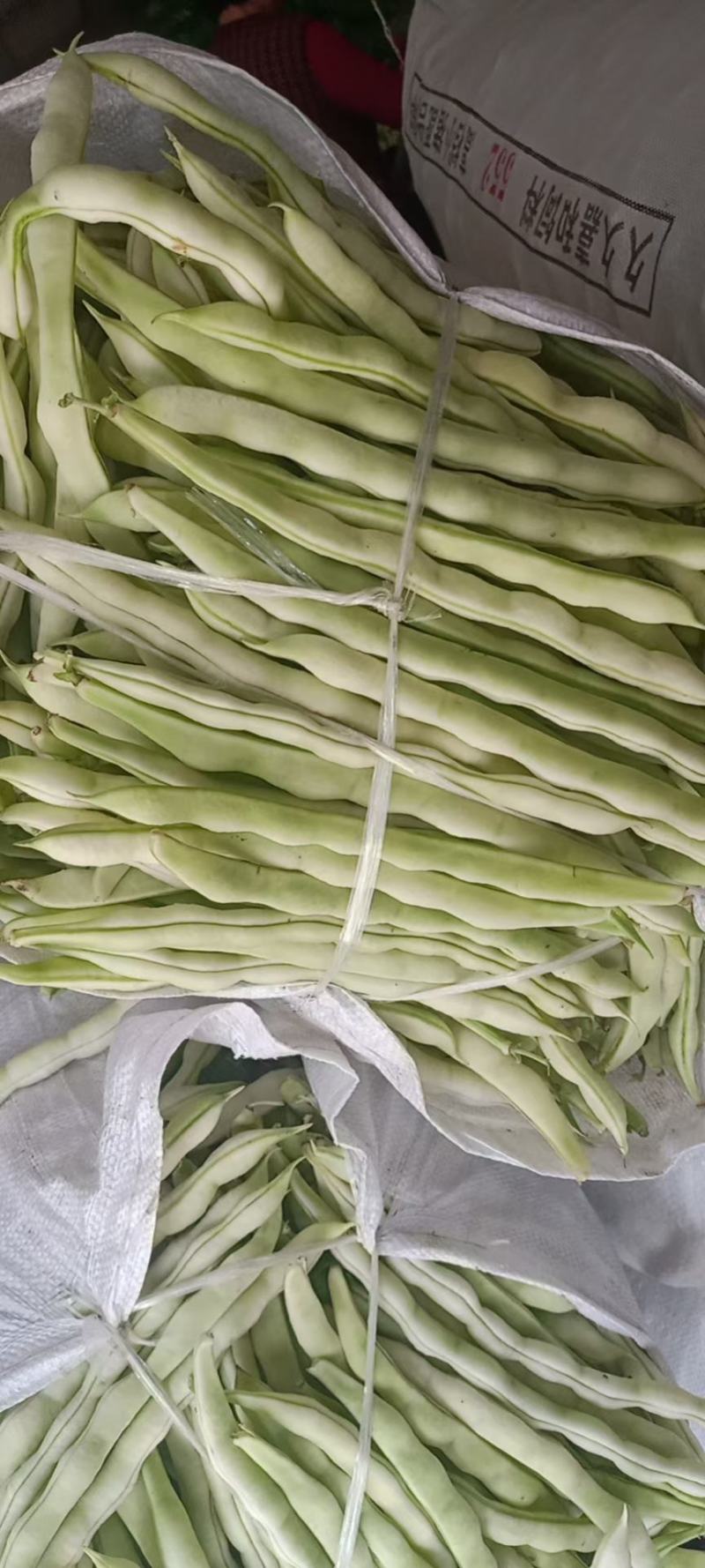 芸豆上市优质九粒白芸豆白不老产地直销货源充足质优价廉