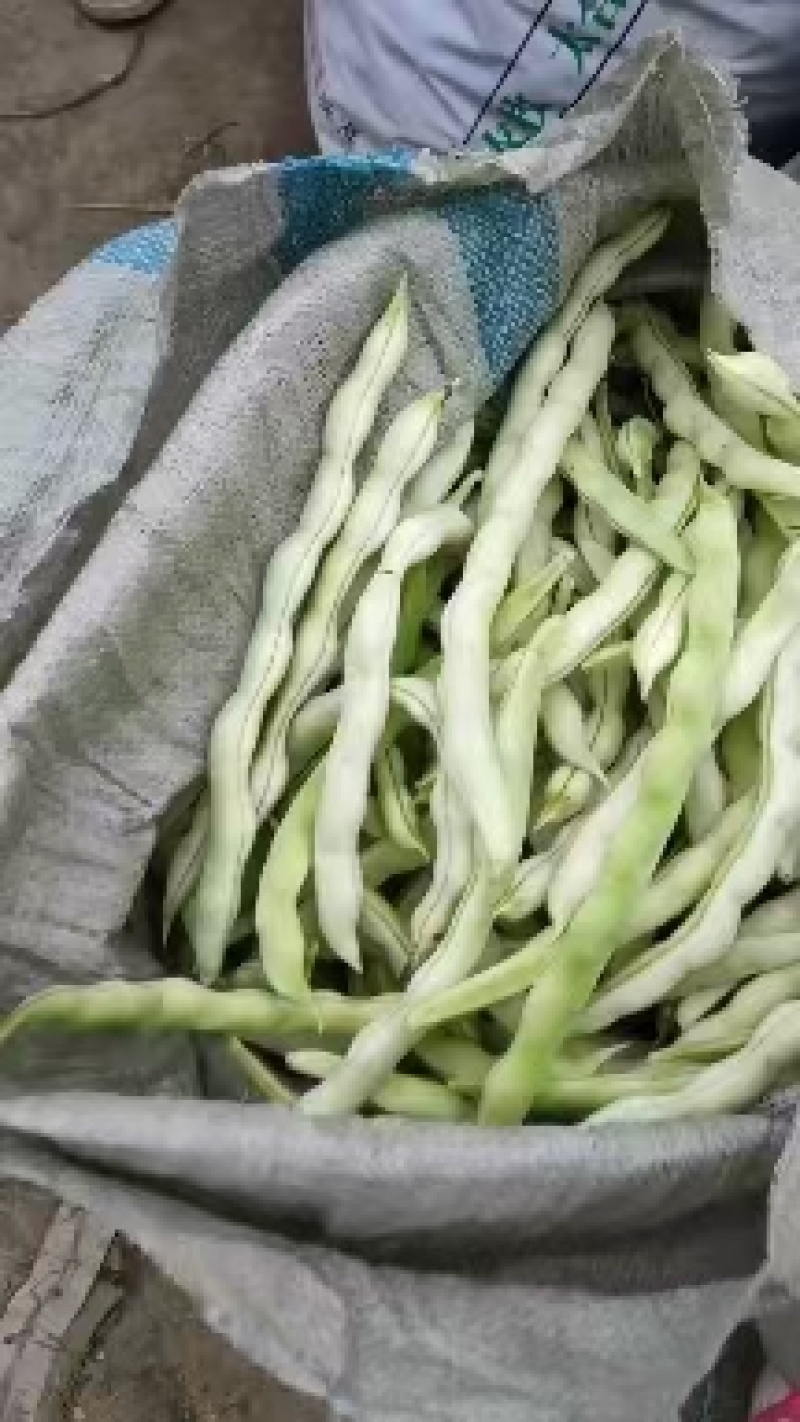芸豆上市优质九粒白芸豆白不老产地直销货源充足质优价廉