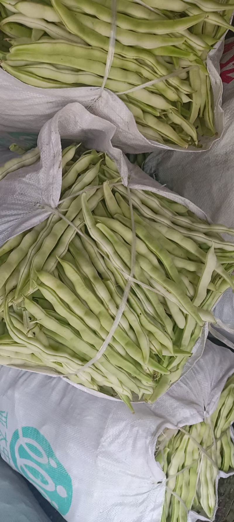 芸豆上市优质九粒白芸豆白不老产地直销货源充足质优价廉