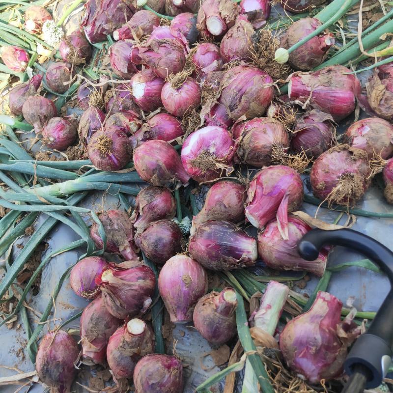 小葱3-6公分的紫皮洋葱红皮洋葱，可供应饭堂电商。