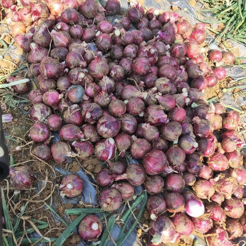 小葱3-6公分的紫皮洋葱红皮洋葱，可供应饭堂电商。
