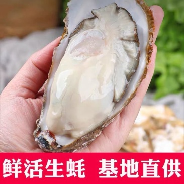 乳山生蚝