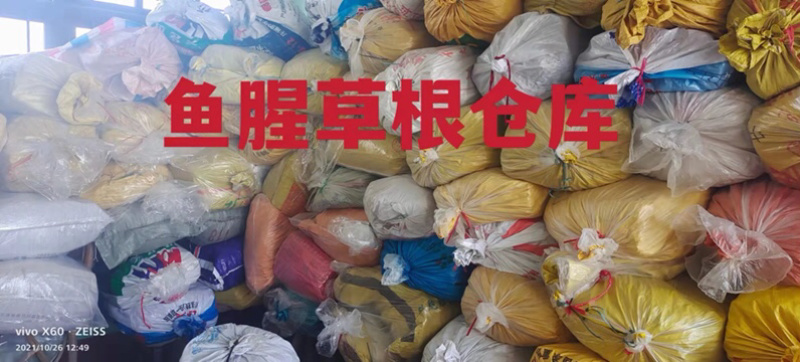 鱼腥草2023年6月新货现货三万多斤大量批发包邮