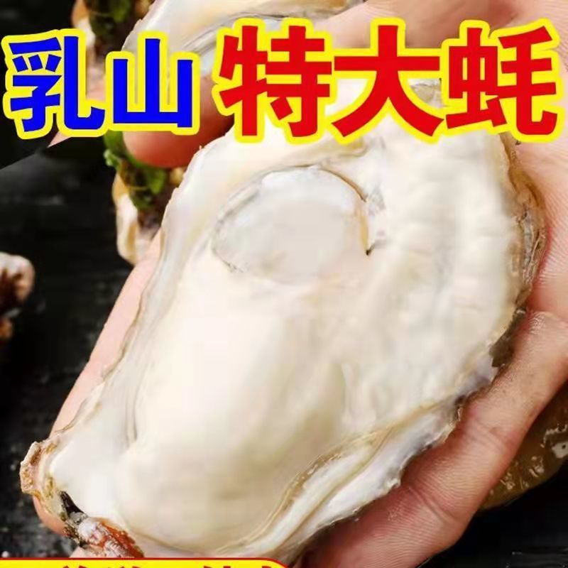 乳山生蚝