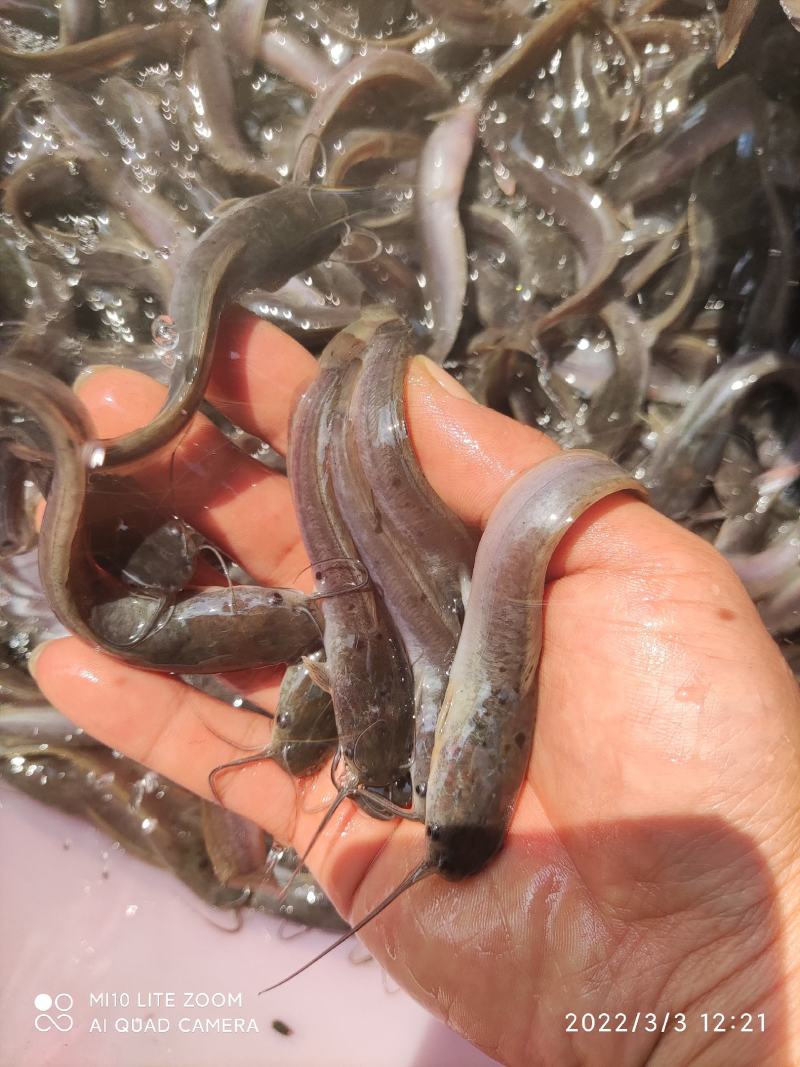 鲶鱼苗大量有货基地水产养殖大量有货欢迎全国客户订购