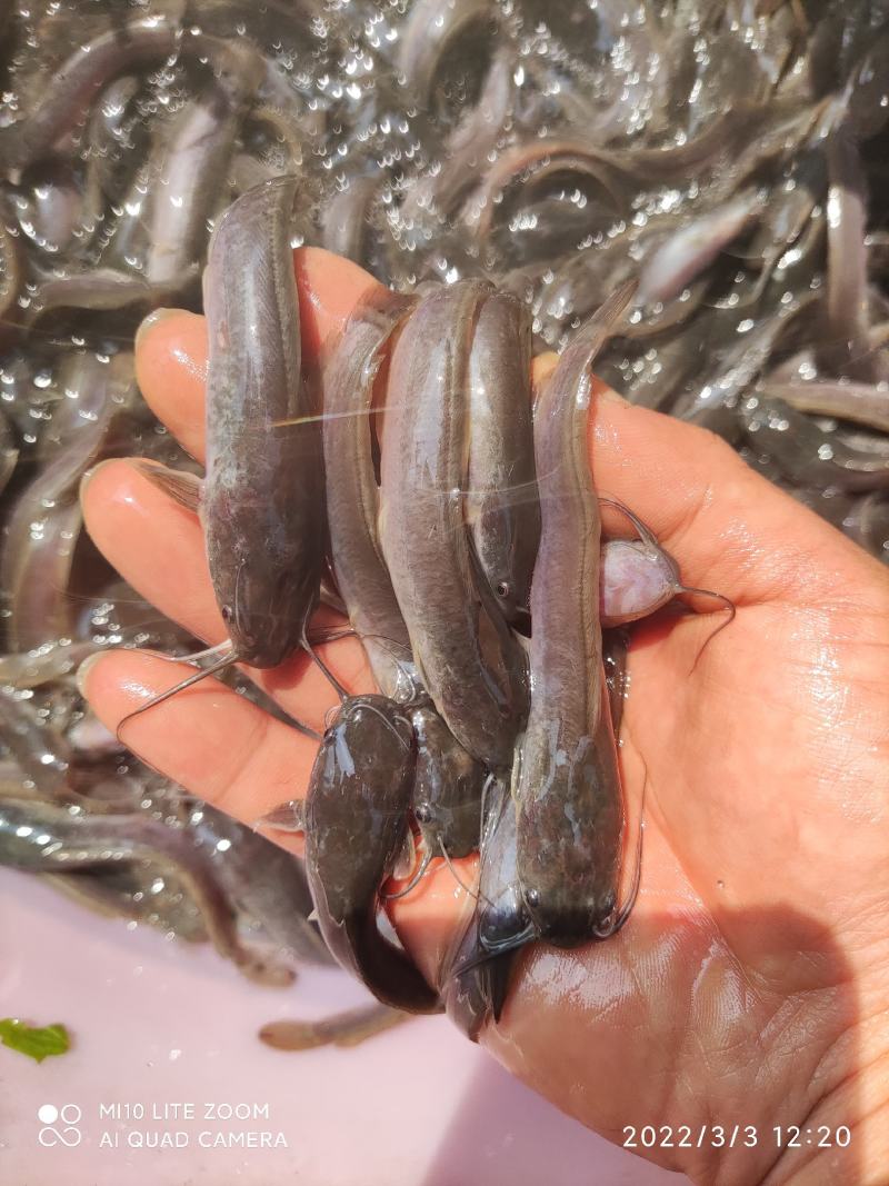 鲶鱼苗大量有货基地水产养殖大量有货欢迎全国客户订购