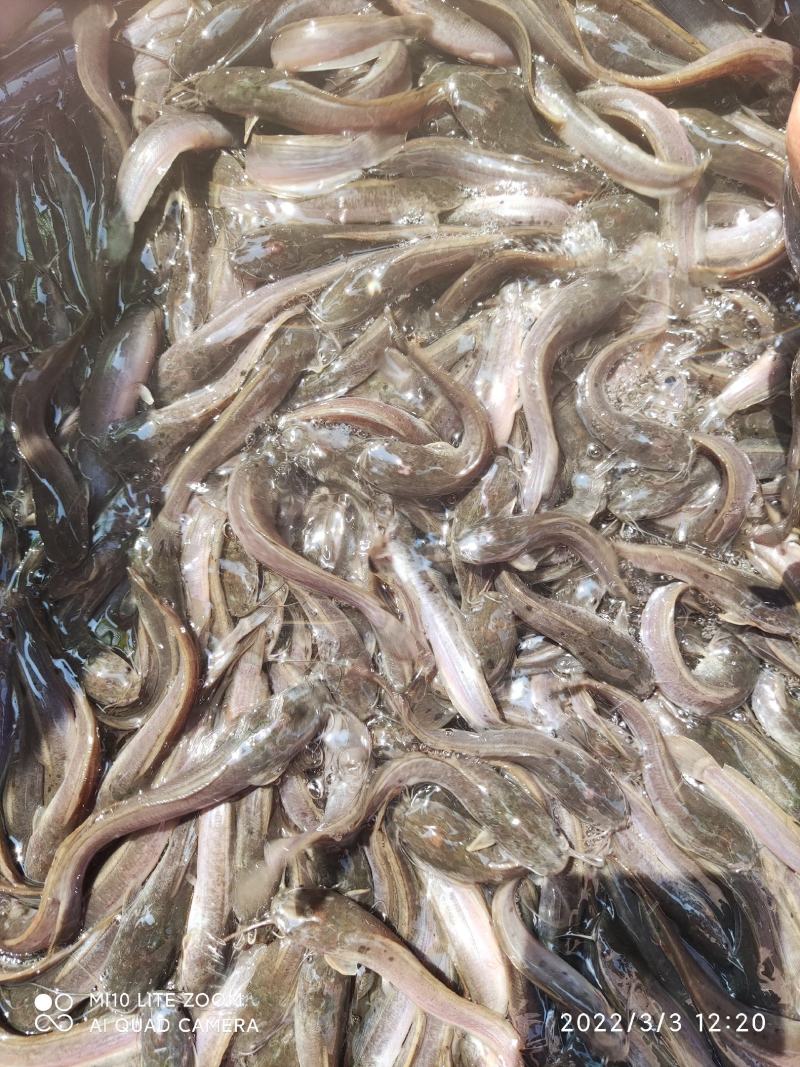鲶鱼苗大量有货基地水产养殖大量有货欢迎全国客户订购