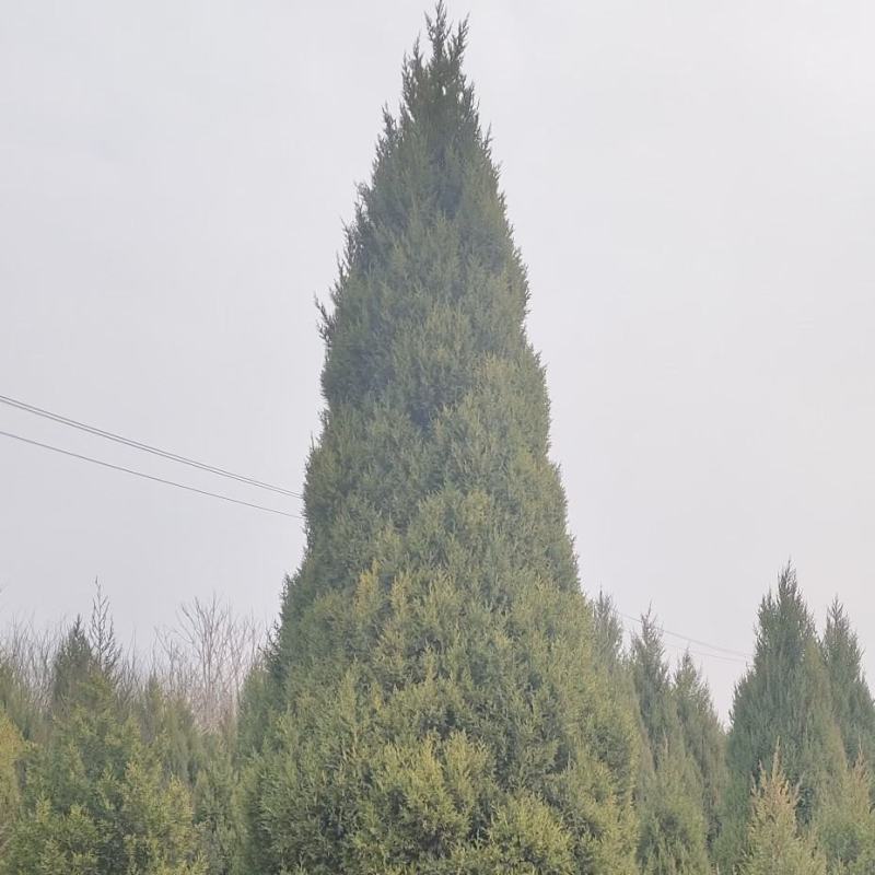 河北望都塔桧研发基地直销，圆柏特优品种望都塔桧，圆柏，侩