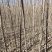 杨树苗，107-108杨树3-30公分，