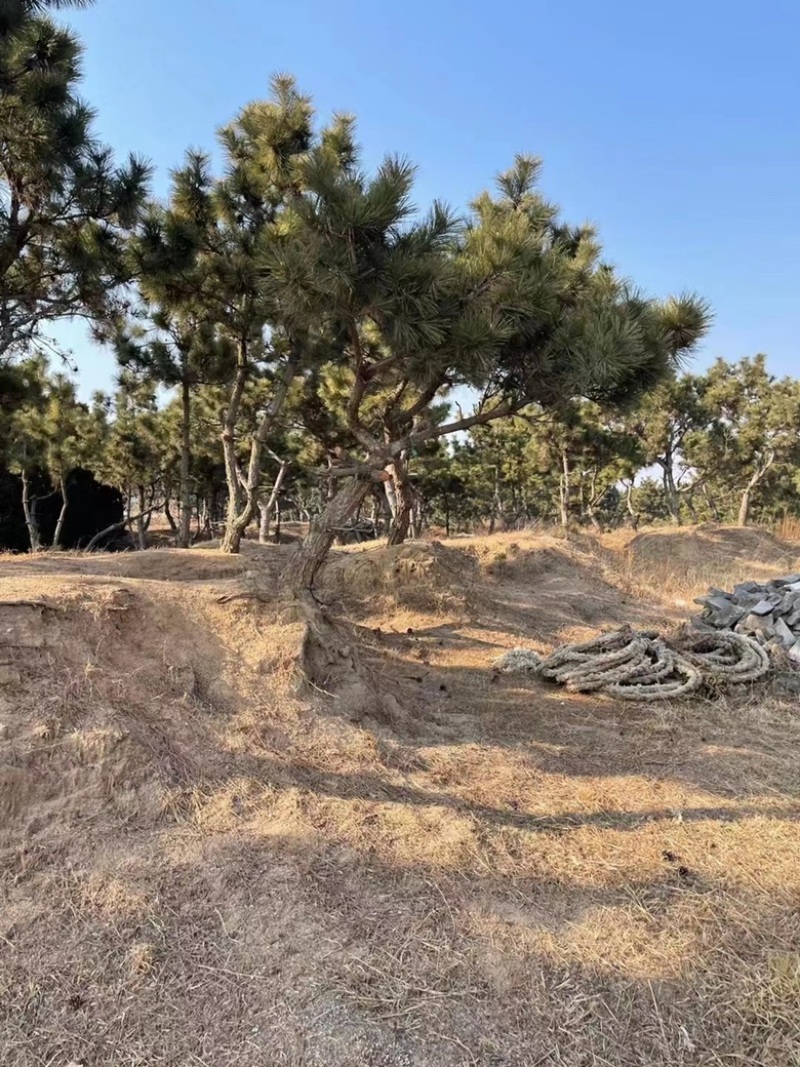 黑松毛坯造型松毛树基地直发景观松土球