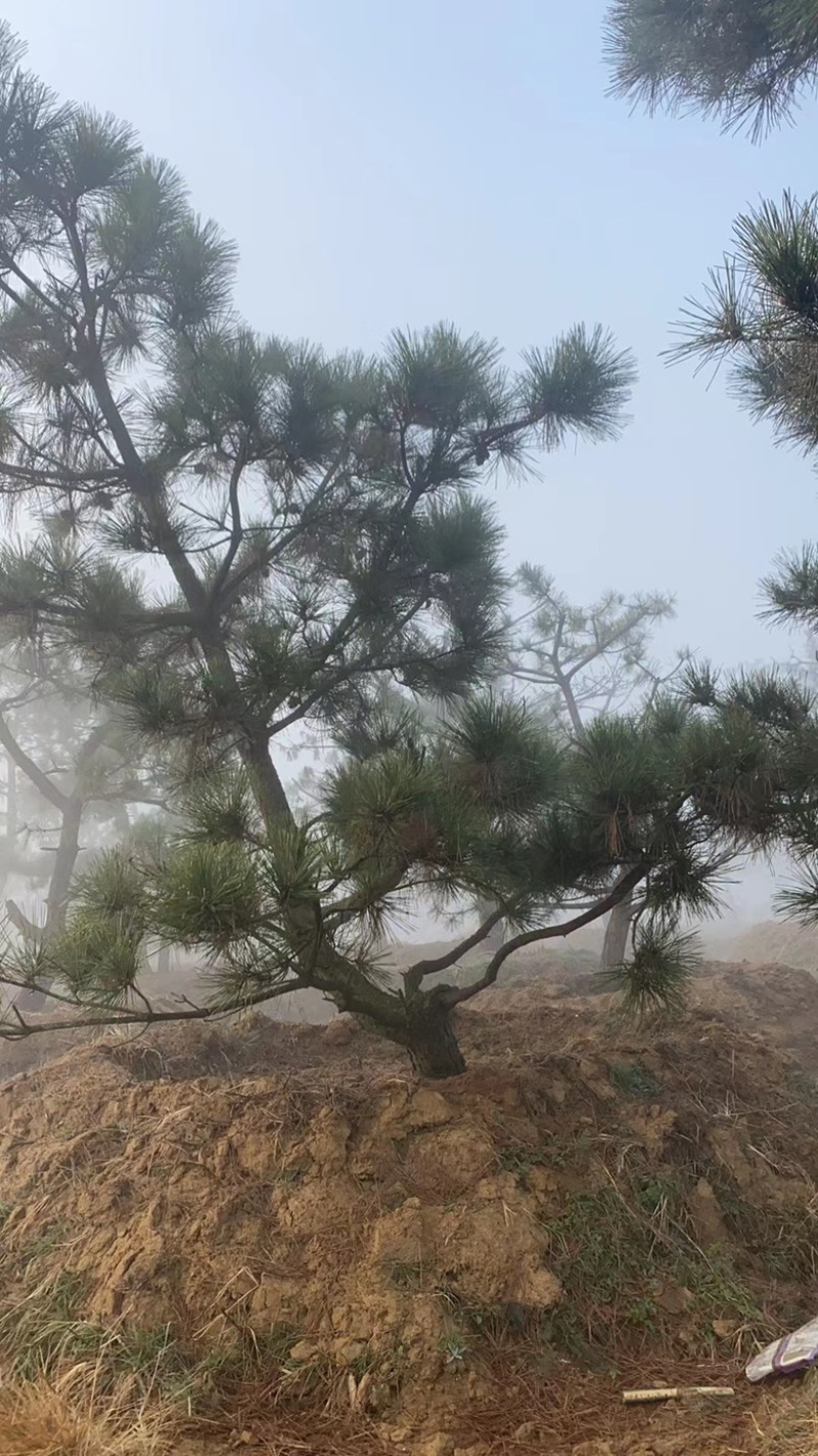 黑松毛坯造型松毛树基地直发景观松土球