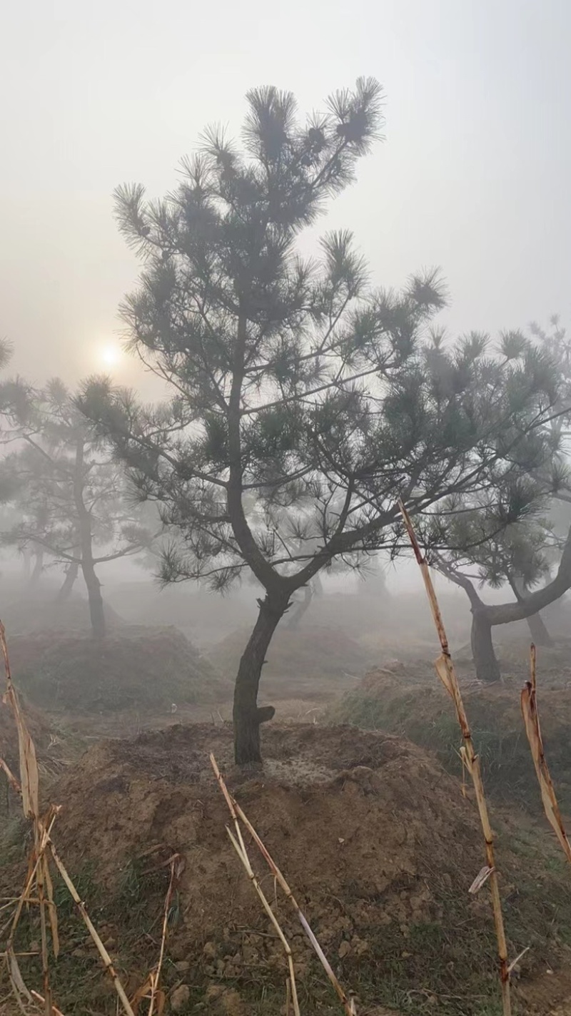 黑松毛坯造型松毛树基地直发景观松土球