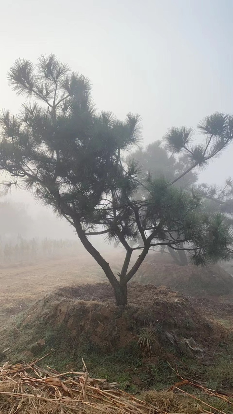 黑松毛坯造型松毛树基地直发景观松土球